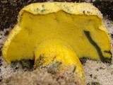 Alessioporus rubriflavus image