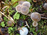 Strobilurus trullisatus image