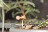 Conocybe tenera image