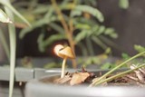 Conocybe tenera image