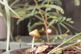 Conocybe tenera image