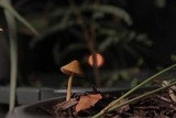 Conocybe tenera image