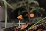 Conocybe tenera image
