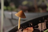 Conocybe tenera image
