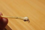Conocybe tenera image