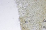Conocybe tenera image