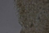 Conocybe tenera image