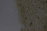 Conocybe tenera image
