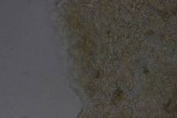 Conocybe tenera image