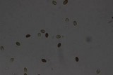 Conocybe tenera image