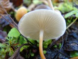 Strobilurus trullisatus image