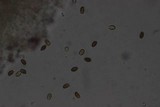 Conocybe tenera image