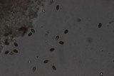 Conocybe tenera image