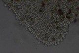 Conocybe tenera image