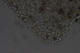 Conocybe tenera image