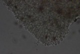 Conocybe tenera image