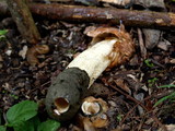 Phallus ravenelii image