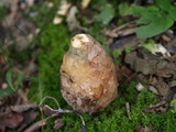Phallus ravenelii image