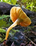 Humidicutis marginata var. olivacea image