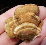 Trametes ochracea image