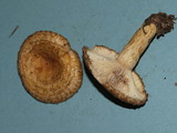 Lactarius speciosus image