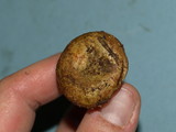 Lactarius sordidus image