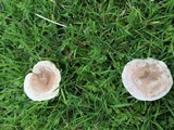 Clitocybe rivulosa image