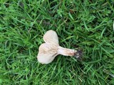 Clitocybe rivulosa image