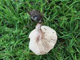 Clitocybe rivulosa image