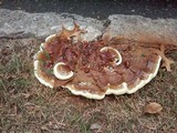 Ganoderma sessile image