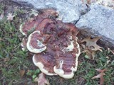 Ganoderma sessile image