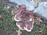 Ganoderma sessile image