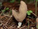 Helvella elastica image