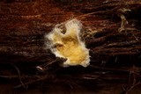 Serpula himantioides image