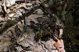 Tolypocladium ophioglossoides image