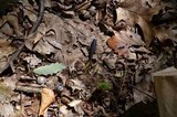 Tolypocladium ophioglossoides image