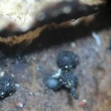 Image of Calosphaeria cyclospora