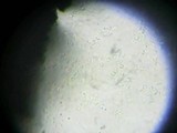 Calosphaeria cyclospora image