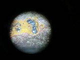 Calosphaeria cryptospora image