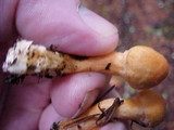 Chroogomphus tomentosus image