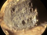 Camaropella pugillus image
