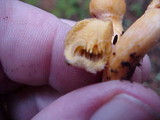 Chroogomphus tomentosus image