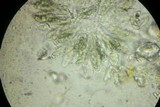Capronia parasitica image