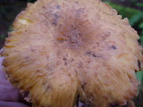 Chroogomphus tomentosus image