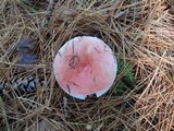 Russula silvicola image