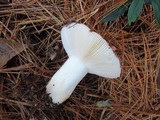 Russula silvicola image