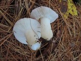 Russula silvicola image