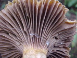 Chroogomphus tomentosus image