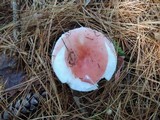 Russula silvicola image
