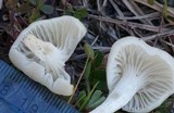 Cuphophyllus virgineus image